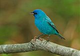 Indigo Bunting