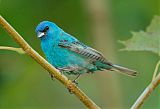 Indigo Bunting