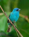 Indigo Bunting