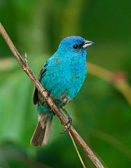 Indigo Bunting