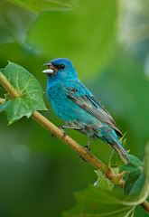 Indigo Bunting