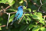 Indigo Bunting