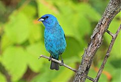 Indigo Bunting