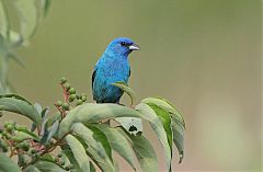 Indigo Bunting