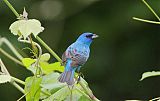 Indigo Bunting