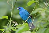 Indigo Bunting