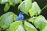 Indigo Bunting