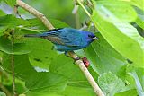 Indigo Bunting