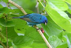 Indigo Bunting