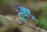 Indigo Bunting