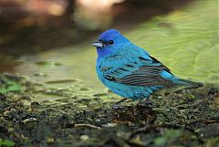 Indigo Bunting