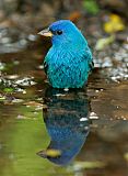 Indigo Bunting