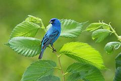 Indigo Bunting