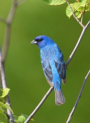 Indigo Bunting