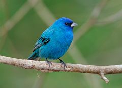 Indigo Bunting