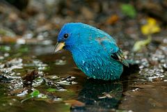 Indigo Bunting