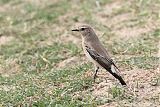 Isabelline Wheatearborder=