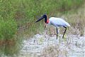 Jabiru Jabiru
