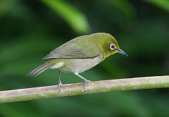 Warbling White-eye