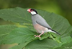 Java Sparrow