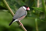 Java Sparrow