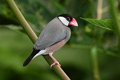 Java Sparrow