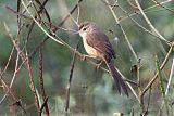 Jungle Priniaborder=