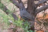 Juniper Titmouse