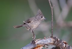 Juniper Titmouse