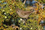 Juniper Titmouseborder=