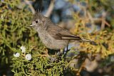 Juniper Titmouse