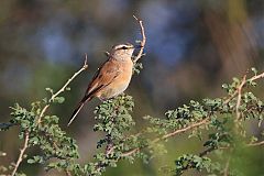 Kalahari Scrub-Robin