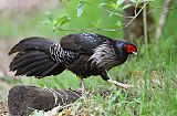 Kalij Pheasant