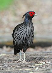 Kalij Pheasant