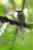 Keel-billed Motmotborder=