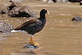 Kelp Gooseborder=