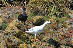 Kelp Goose