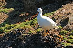 Kelp Goose