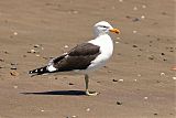 Kelp Gull