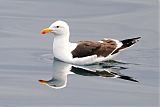 Kelp Gull