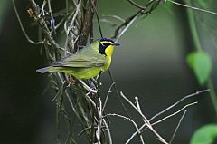 Kentucky Warbler