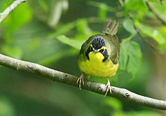 Kentucky Warbler