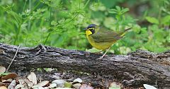 Kentucky Warbler