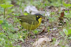 Kentucky Warbler