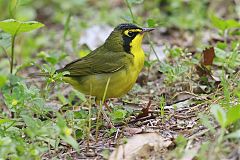 Kentucky Warbler