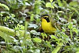 Kentucky Warbler