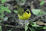 Kentucky Warbler