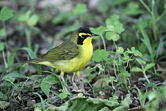 Kentucky Warbler