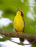 Kentucky Warbler