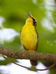 Kentucky Warbler